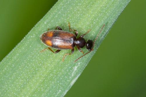 Réf. 217 581 : Cordicomus instabilis