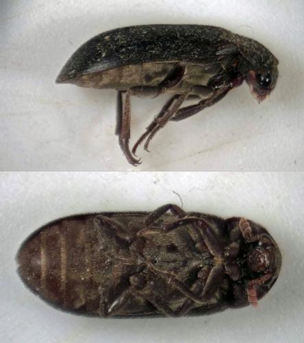 Dermestes haemorrhoidalis