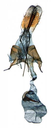 Réf. 217 116 : Cosmardia moritzella