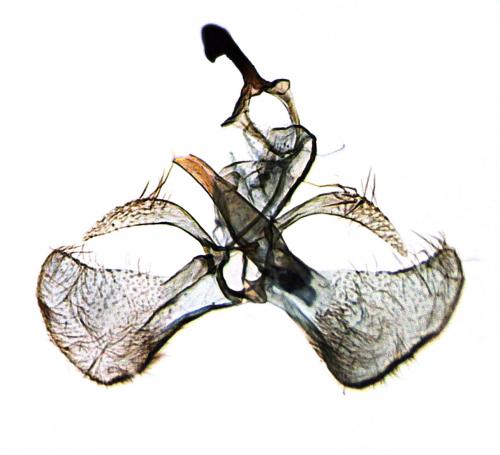 Réf. 217 523 : Cosmopterix crassicervicella