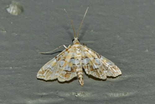 Elophila icciusalis