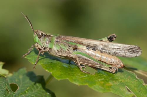 Réf. 217 239 : Aiolopus puissanti