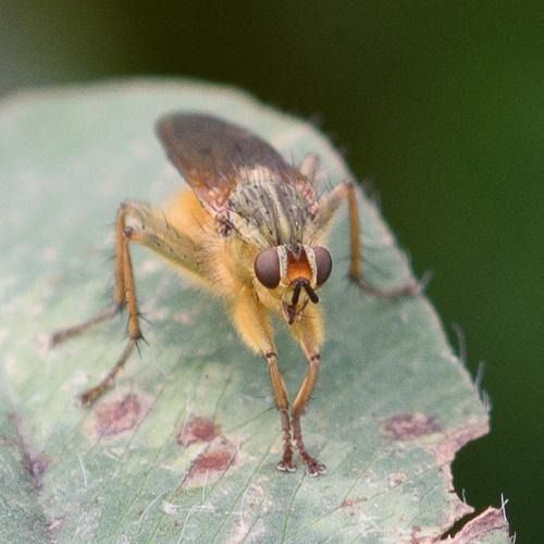 Scathophaga stercoraria