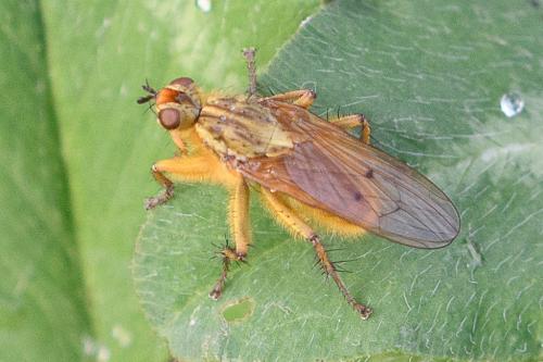 Scathophaga stercoraria