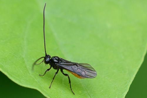 Réf. 217 669 : Proterops nigripennis