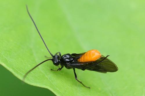 Réf. 217 670 : Proterops nigripennis