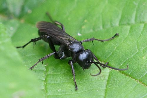 Réf. 217 757 : Anoplius sp.