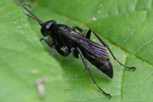 Anoplius sp.