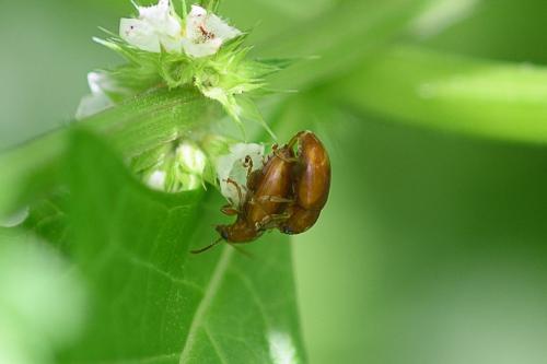 Réf. 217 759 : Neocrepidodera sp.