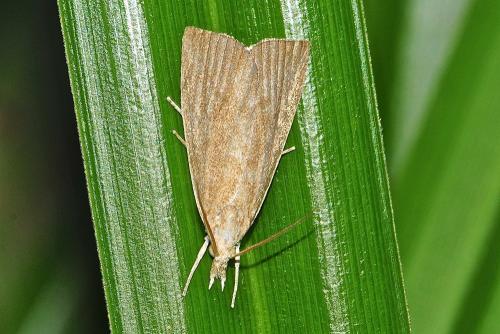 Réf. 217 197 : Calamotropha paludella