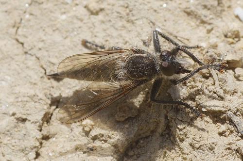 Asilinae