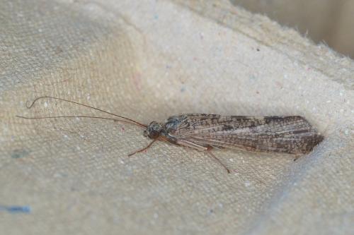 Réf. 217 258 : Hydropsyche sp.