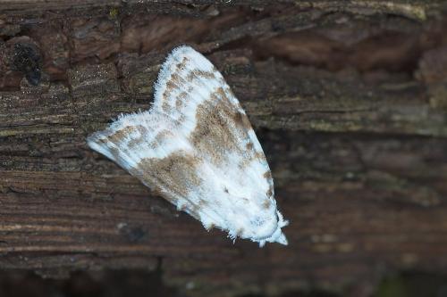 Réf. 217 261 : Meganola albula