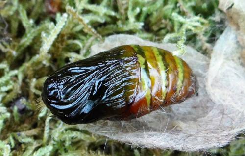 Réf. 217 468 : Calliteara pudibunda
