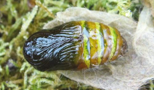 Réf. 217 469 : Calliteara pudibunda