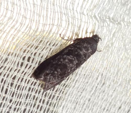 Grapholita molesta
