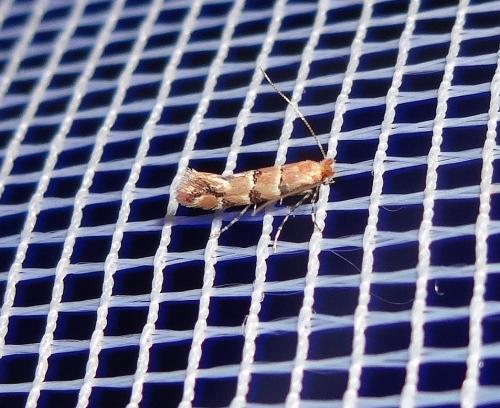 Phyllonorycter trifasciella
