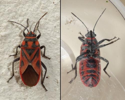 Graptostethus servus