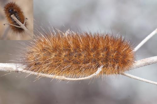 Phragmatobia fuliginosa