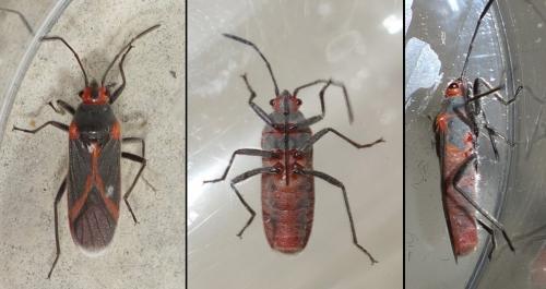 Réf. 217 975 : Caenocoris nerii