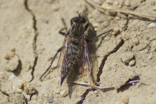 Asilinae