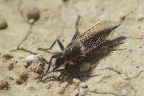 Asilinae