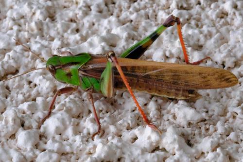 Réf. 217 570 : Locusta migratoria