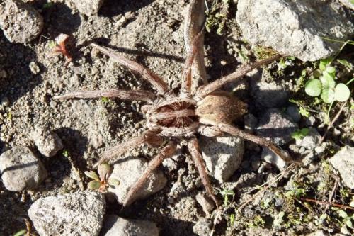 Hogna radiata