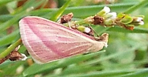 Rhodometra sacraria