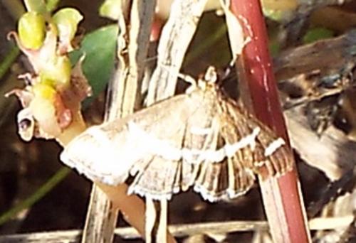 Réf. 217 216 : Spoladea recurvalis
