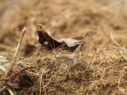 Phaneroptera sp.