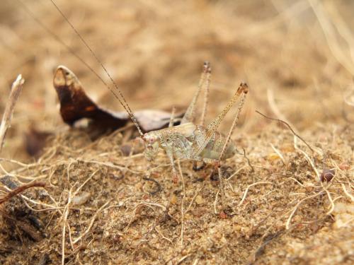 Phaneroptera sp.