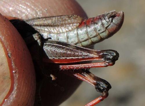 Chorthippus cialancensis