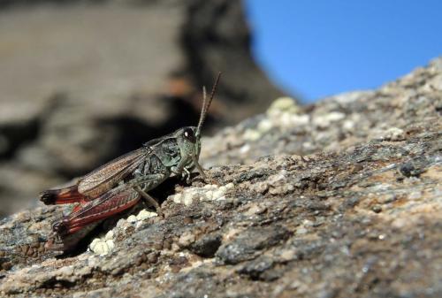 Chorthippus cialancensis