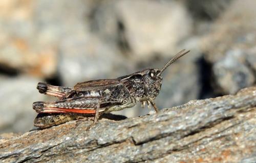 Chorthippus cialancensis