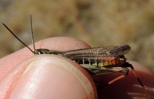 Chorthippus eisentrauti