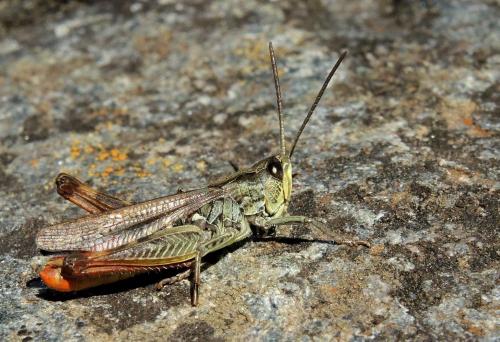 Chorthippus eisentrauti