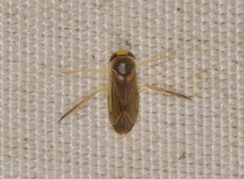 Sigara sp.