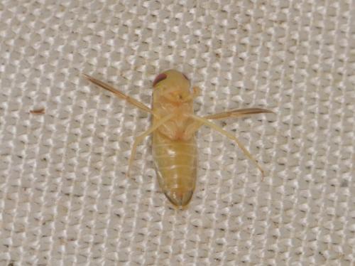 Sigara sp.