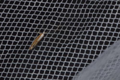 Argyresthia semitestacella