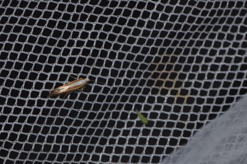 Argyresthia semitestacella