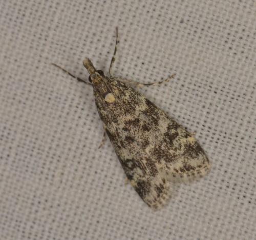 Eudonia murana