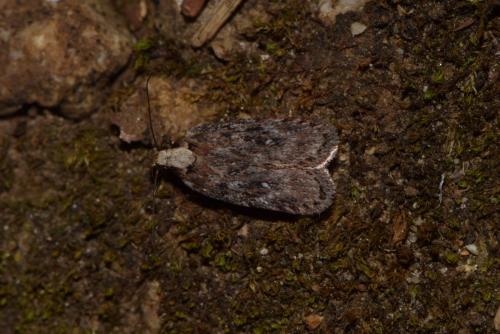 Réf. 217 240 : Depressaria pulcherrimella