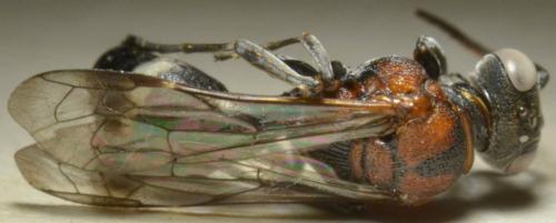 Oryttus concinnus