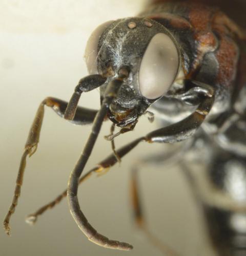Oryttus concinnus