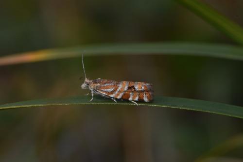 Epinotia mercuriana