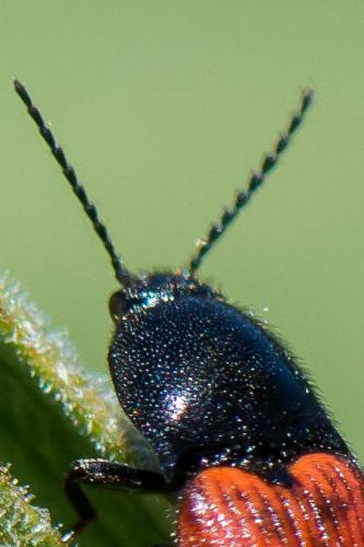 Ampedus sp.