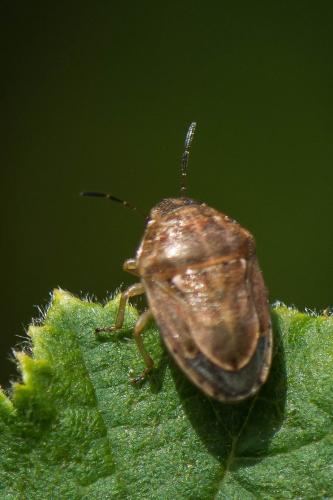 Réf. 217 323 : Neottiglossa leporina