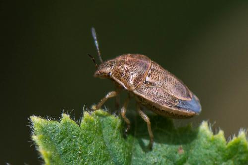 Réf. 217 322 : Neottiglossa leporina