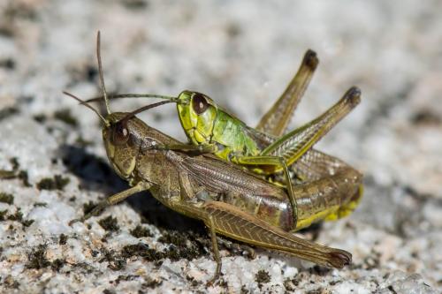 Réf. 217 438 : Pseudochorthippus parallelus